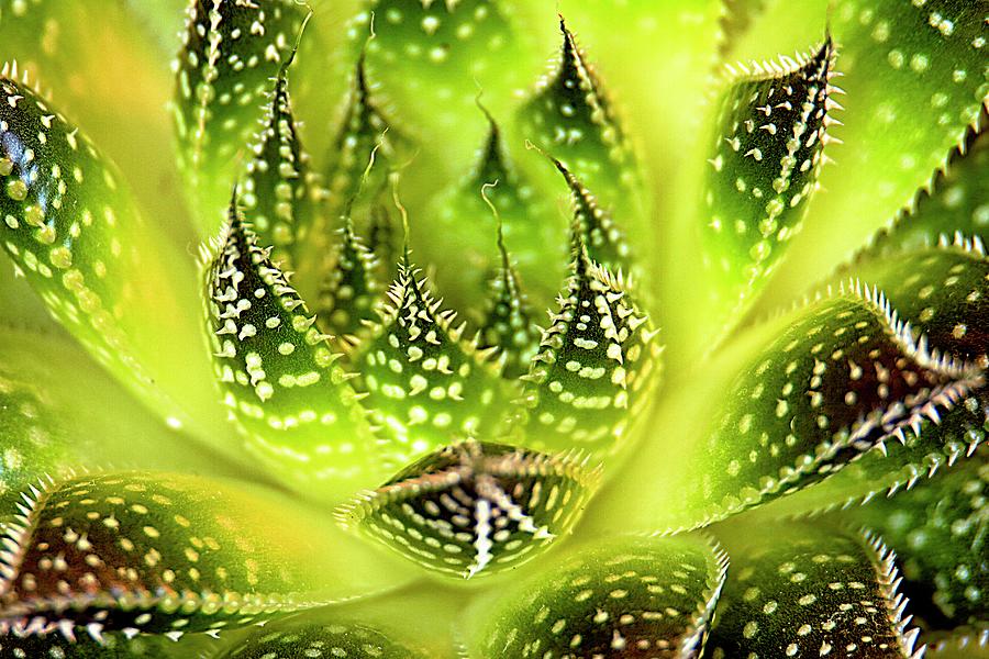 Succulents macro Photograph by Geraldine Scull