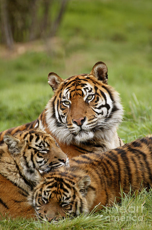 Sumatran Tiger Panthera Tigris Sumatrae #3 Photograph by Gerard Lacz