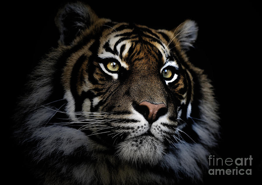 Animal Photograph - Sumatran tiger #4 by Sheila Smart Fine Art Photography