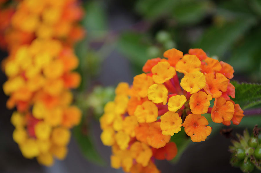 Summer Blooms Photograph by Andy Shapiro - Fine Art America