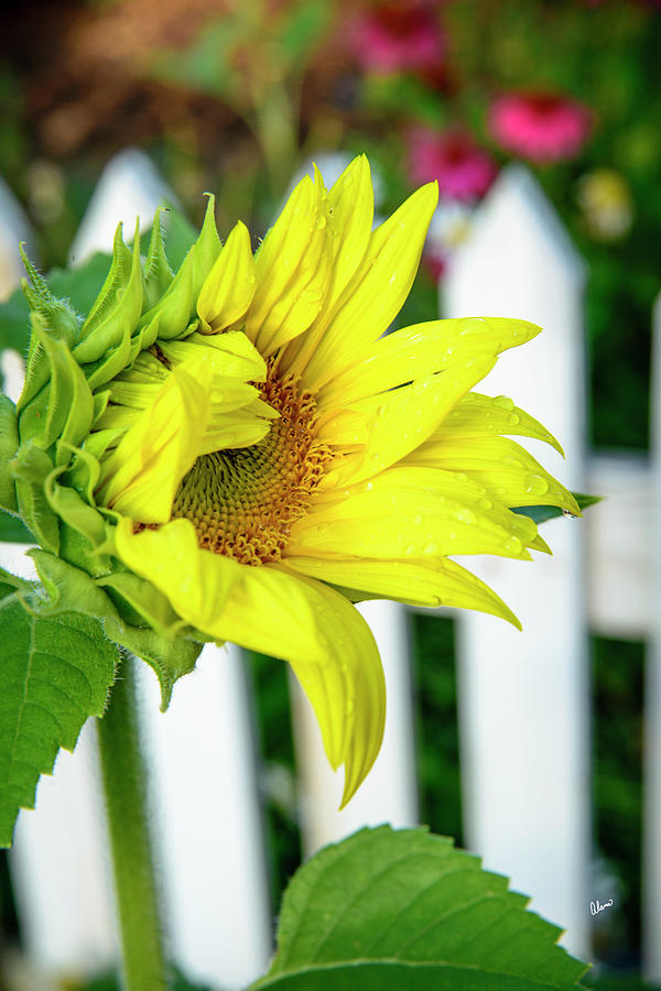 Sunflower #3 Photograph by Alana Ranney