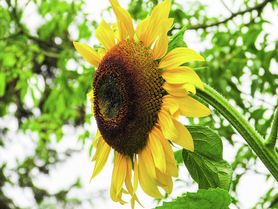Sunflower Photograph - Sunflower #3 by Cesar Vieira