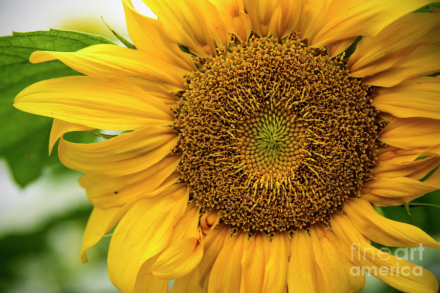 Sunflower  #3 Photograph by Debra Fedchin