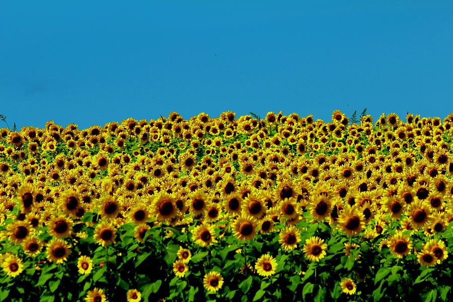 Sunflower #3 Photograph by Donn Ingemie