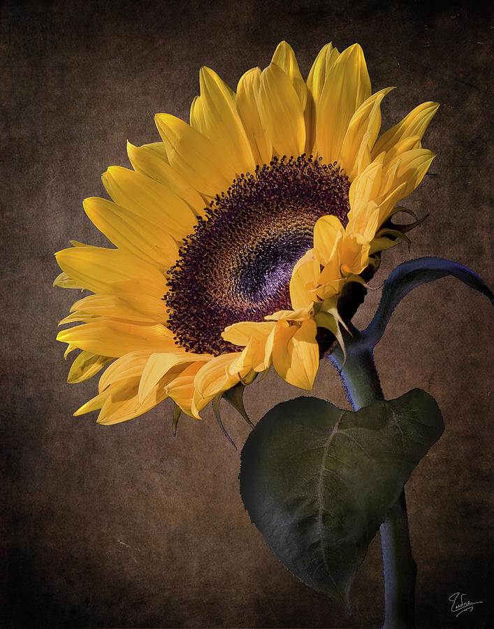 Sunflower #3 Photograph by Endre Balogh
