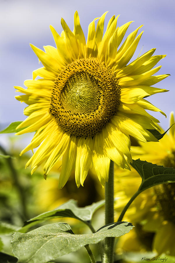 Sunflower #3 Photograph by Fran Gallogly