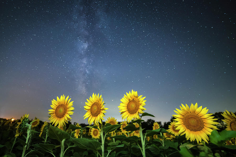 Sunflower Galaxy iv Photograph by Ryan Heffron