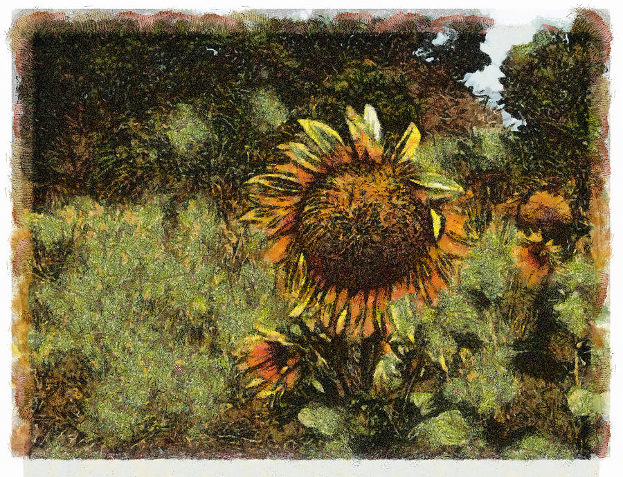 Sunflower  #3 Photograph by Galeria Trompiz