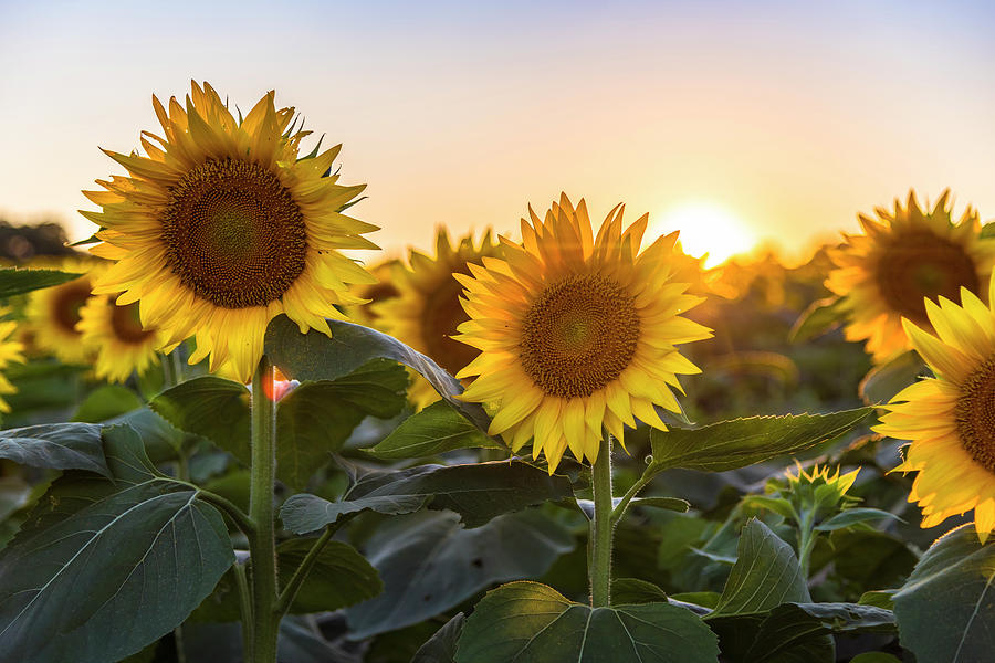 Sunflower Sunset #3 Photograph by Ryan Heffron