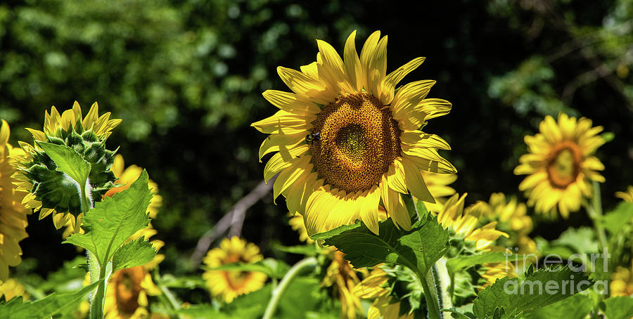 Sunflowers in Bloom #4 Photograph by Thomas Marchessault