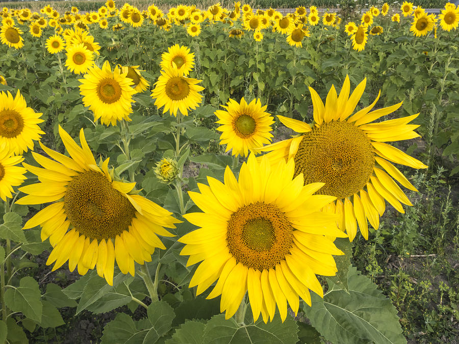 Sunflowers #3 Photograph by Josef Pittner