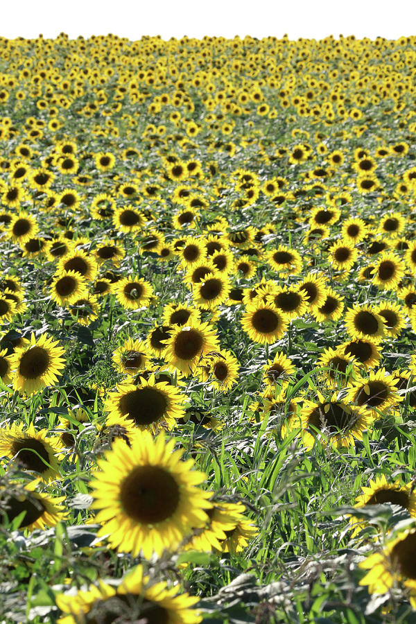 Sunflowers Mattituck New York #3 Photograph by Bob Savage