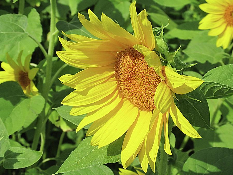 Sunflower Photograph - Sunny Delight #4 by Monnie Ryan
