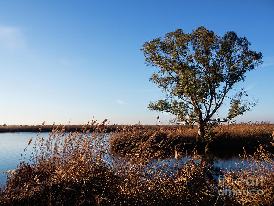 Sunrise in the ditch Burlamacca by Giovanni Bertagna Sunrise in the ditch Burlamacca by Giovanni Bertagna