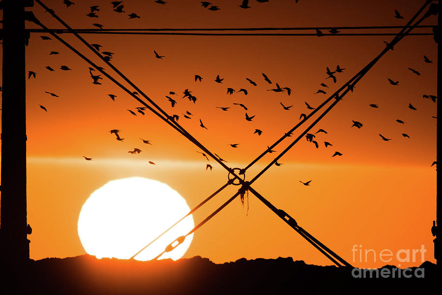 Sunset Photograph - Sunset and Starlings in Aberystwyth Wales #3 by Keith Morris