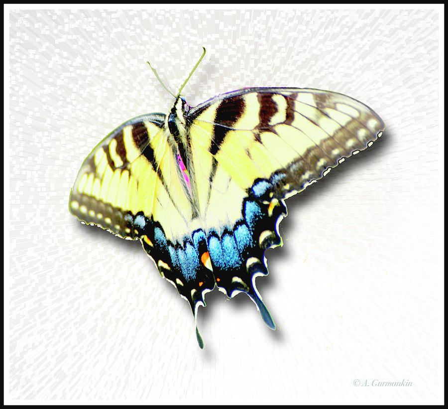 Swallowtail Butterfly  #3 Digital Art by A Macarthur Gurmankin