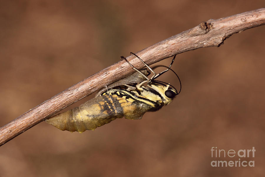 Swallowtail Butterfly Emerging From Cocoon #3 Photograph by Alon Meir
