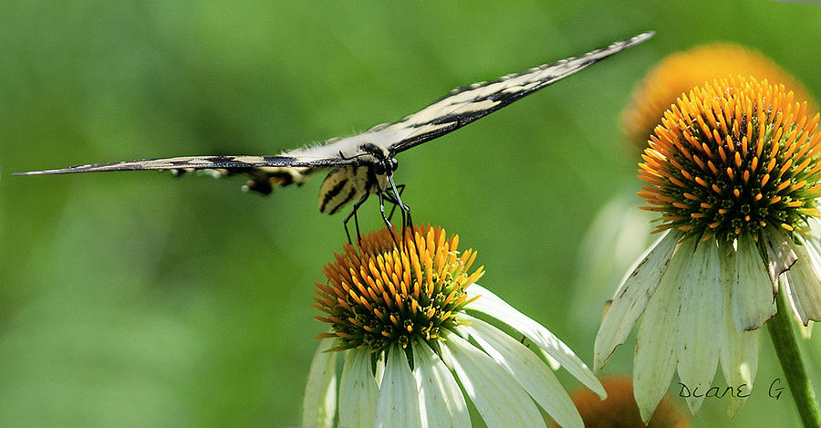 Swallowtail #3 Photograph by Diane Giurco