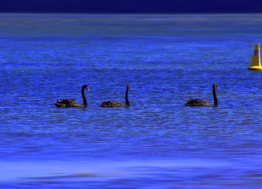 3 Swan In The Row Photograph by Miroslava Jurcik