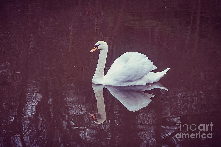 Swan #3 Photograph by Mariusz Talarek