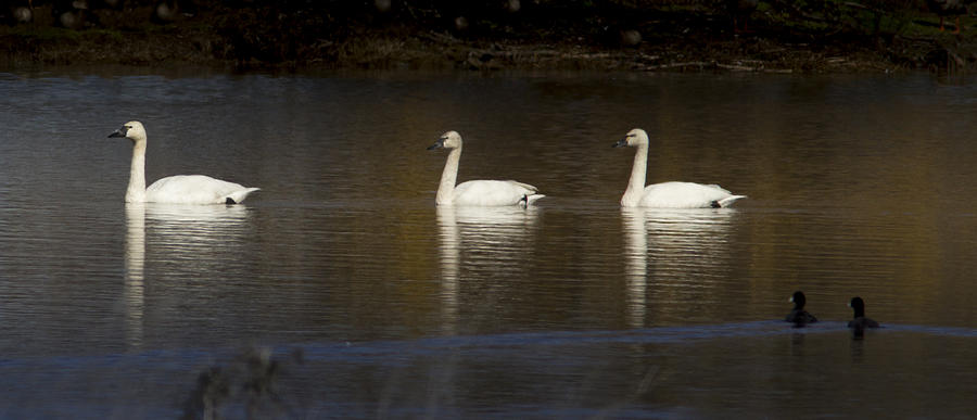 3 Swans Swimming by Jean Noren Photograph by Jean Noren
