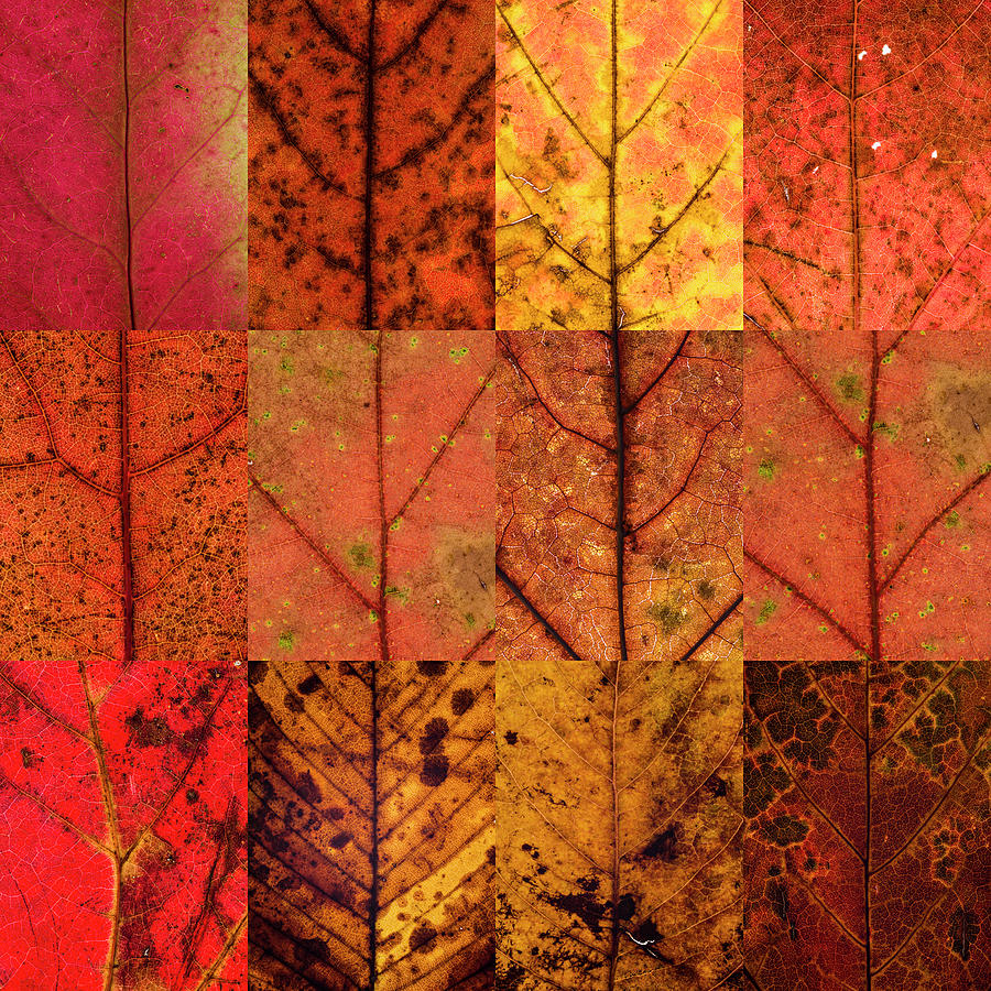 Swatches - Autumn Leaves inspired by Gerhard Richter #2 Photograph by Shankar Adiseshan