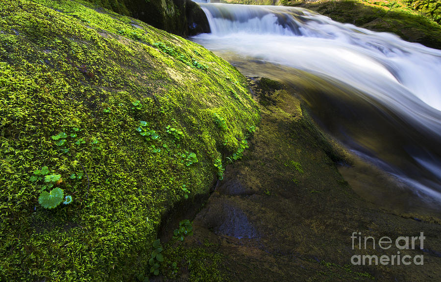 Waterfall Photograph - Sweet Creek Oregon 12 #3 by Bob Christopher