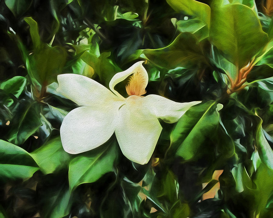 Sweet Magnolia #3 Photograph by John Freidenberg