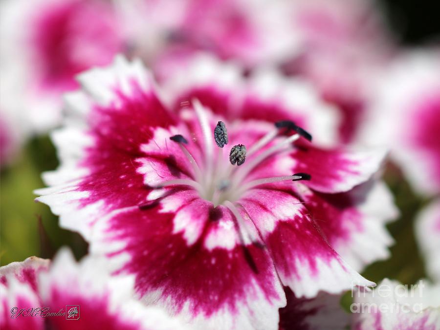 Sweet William from the Super Bluepoint Duplex Mix #4 Photograph by J McCombie