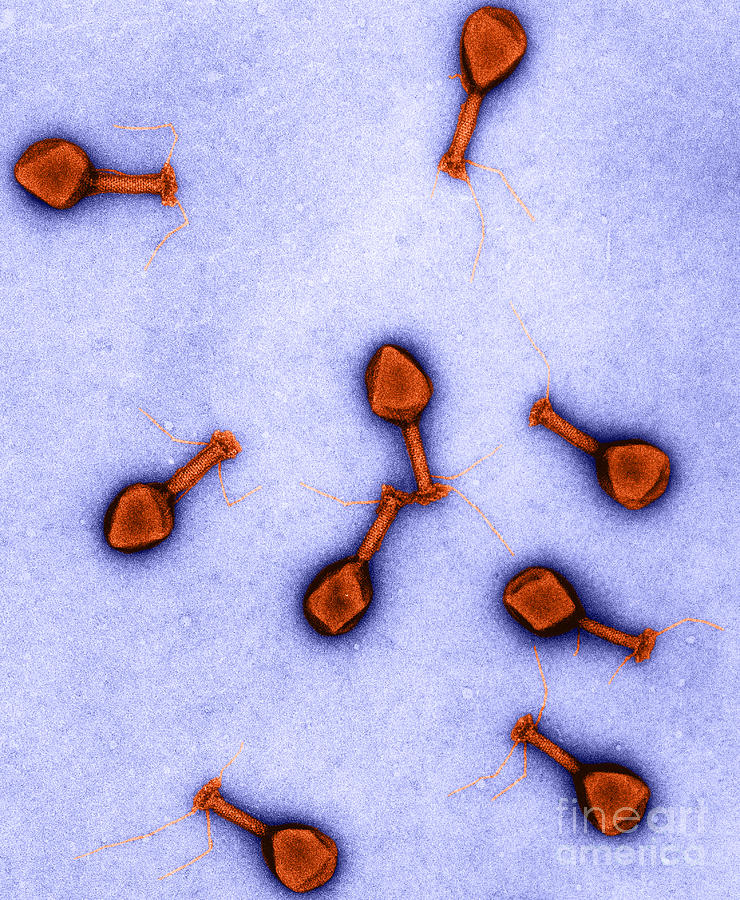 T4 Bacteriophages, Tem #3 Photograph by Lee D. Simon