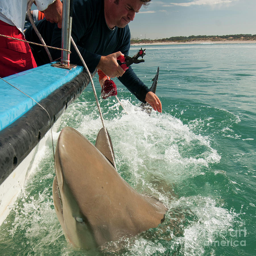 tagging a sandbar shark Carcharhinus plumbeus #3 Photograph by Hagai Nativ