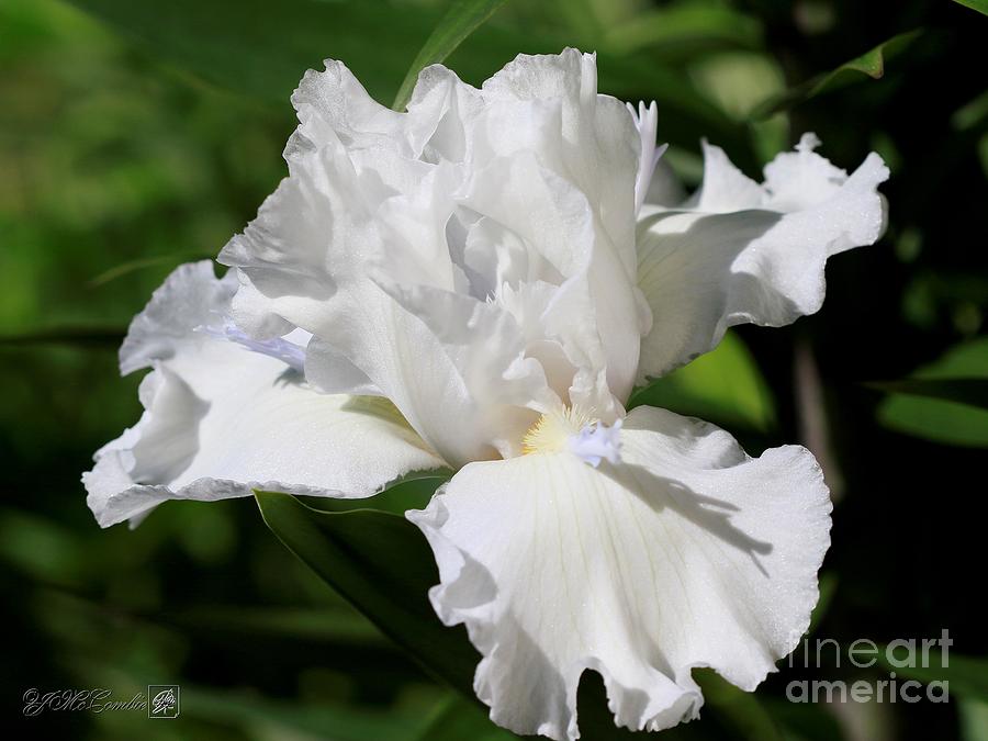 Tall Bearded Iris named Mesmerizer #2 Photograph by J McCombie