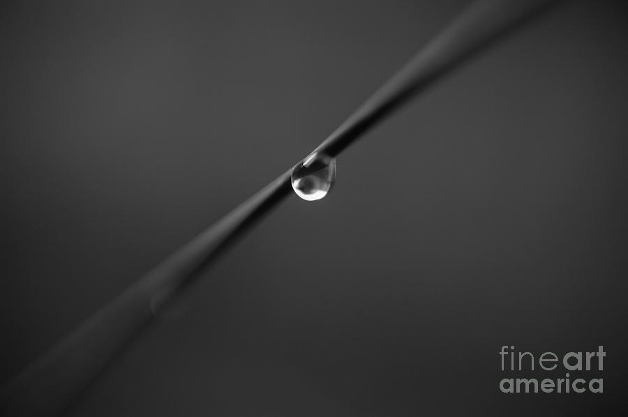 Tall Grass Stem Close-up With Rain Droplet Photograph