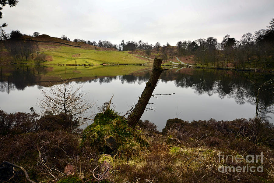 Tree Photograph - Tarn Hows #3 by Smart Aviation