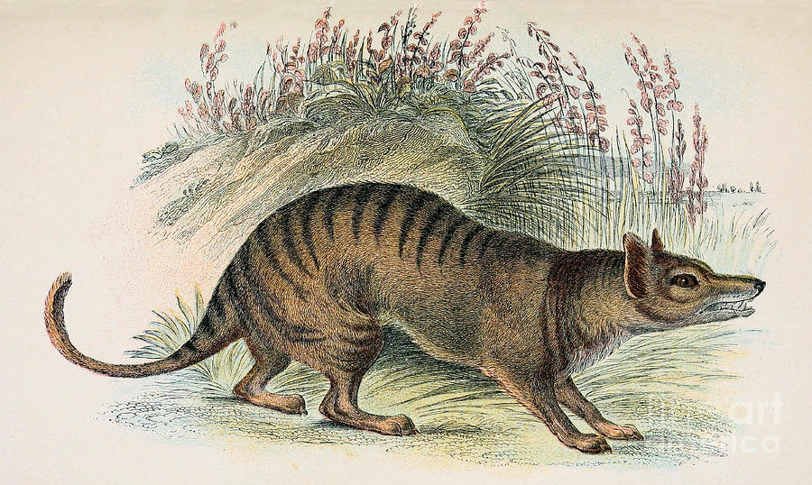 Tasmanian Tiger, Extinct Species #3 Photograph by Biodiversity Heritage Library