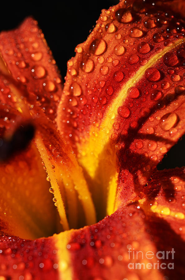 Mountain Photograph - Tawny Daylily and Raindrops #3 by Thomas R Fletcher