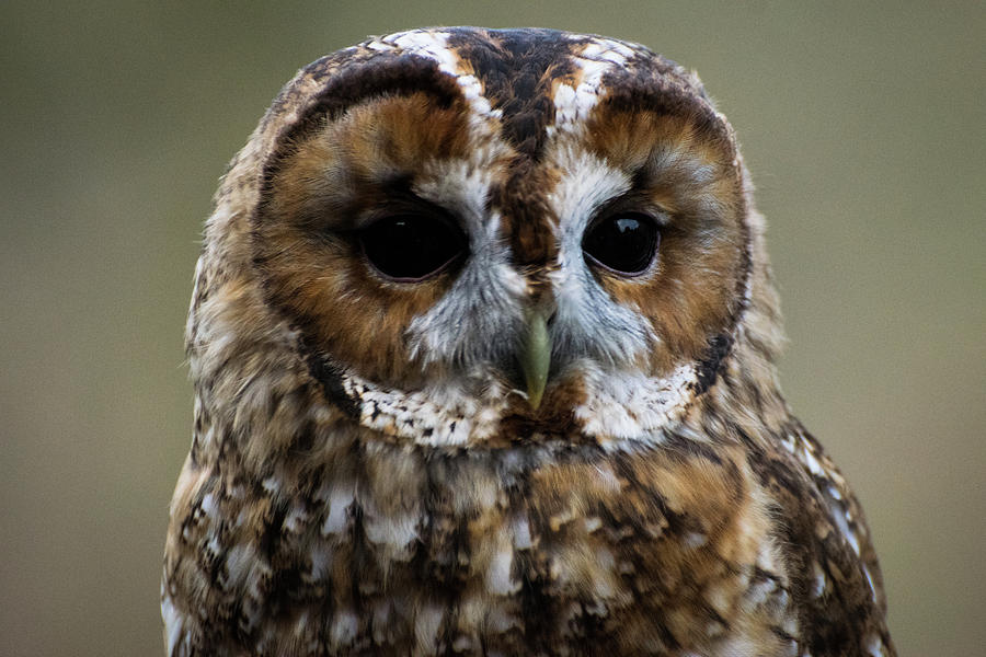 Owl Photograph - Tawny little owl #2 by Silviu Dascalu