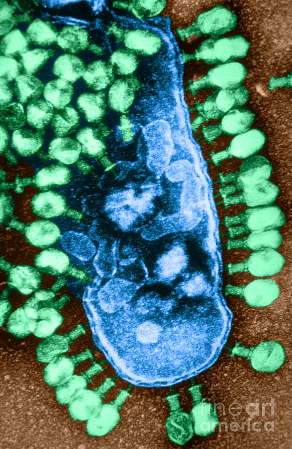 Tem Of Bacteriophages #3 Photograph by Lee D. Simon