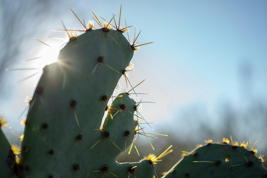 Texas Cacti #3 Photograph by Ryan Heffron
