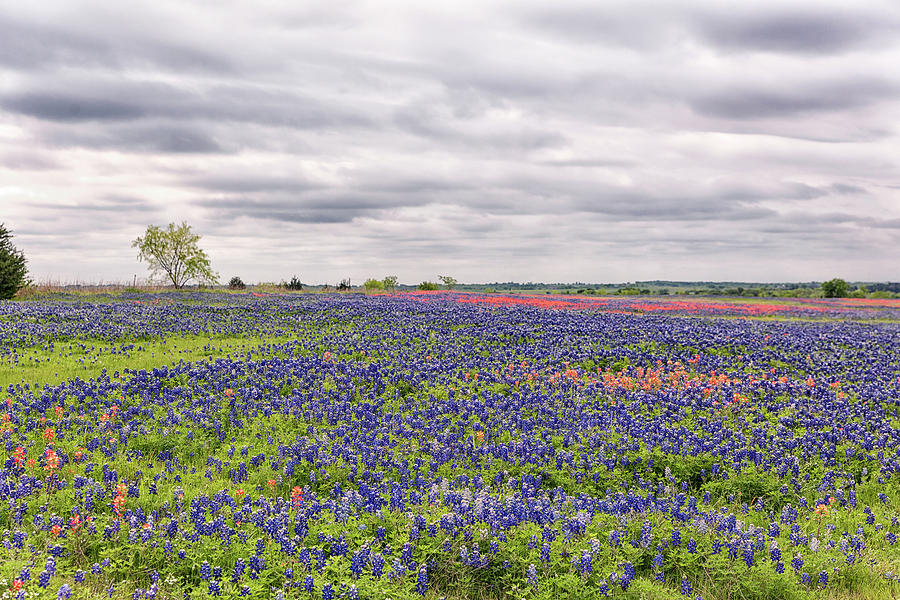 Texas Wildflowers 2 Photograph by Victor Culpepper