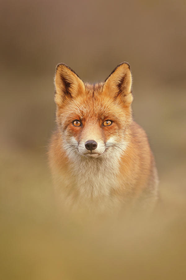 Animal Photograph - Foxy Face Series - Mr Fox by Roeselien Raimond