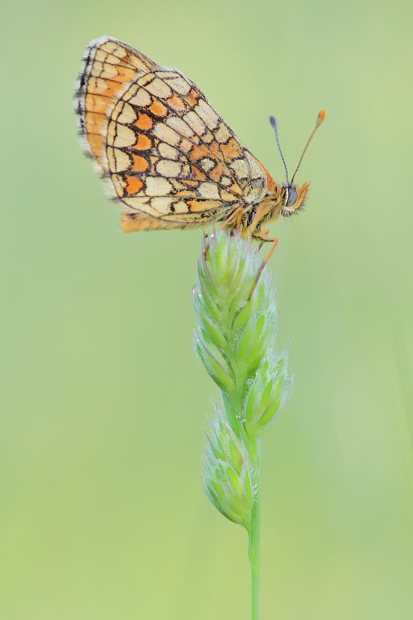 The beauty of butterflies #4 Photograph by Natura Argazkitan
