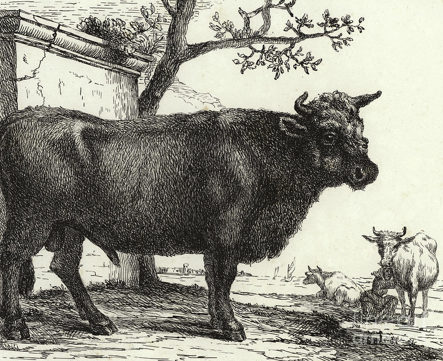 Paulus Potter Drawing - The Bull by Paulus Potter