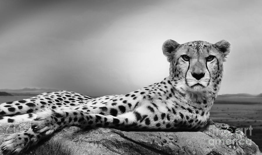 The Cheetah #3 Photograph by Christine Sponchia