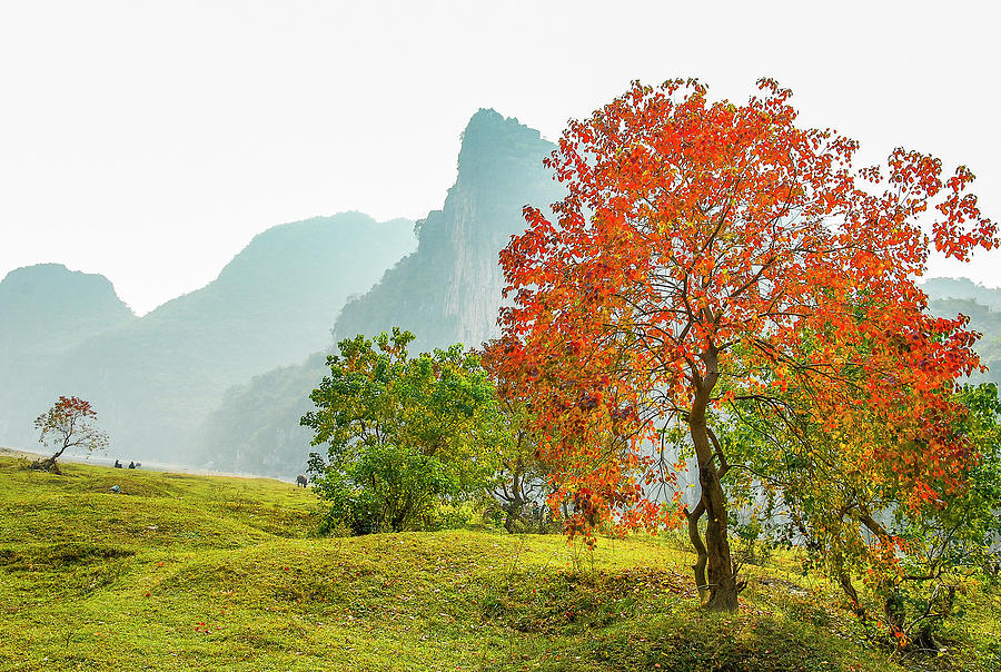 The colorful autumn scenery #3 Photograph by Carl Ning