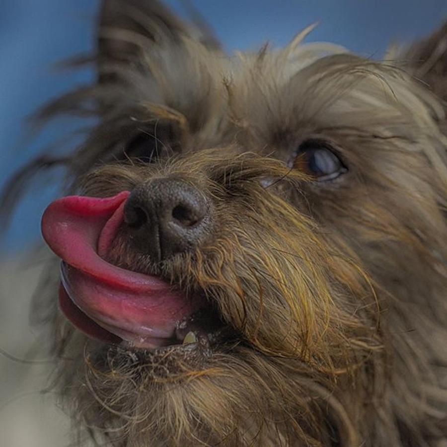 Dog Photograph - The Dog Tongue Is Speaking. Listen #3 by David Haskett II