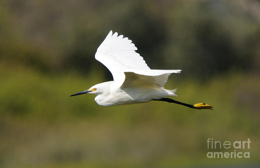 The Egret #3 Photograph by Marc Bittan