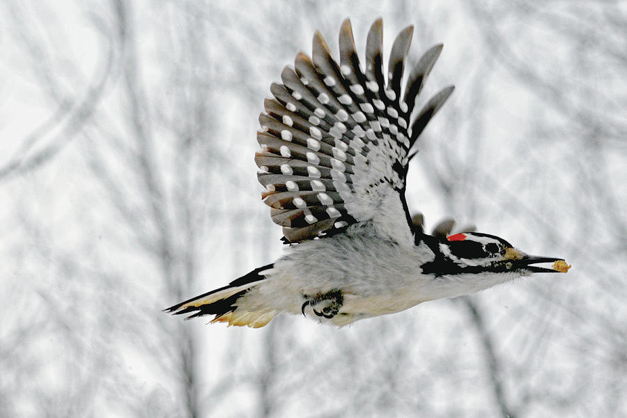 The Hairy Woodpecker in-flight #4 Photograph by Asbed Iskedjian