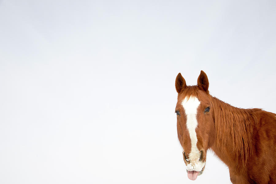 Horse Photograph - The Horse  by Tom Cuccio
