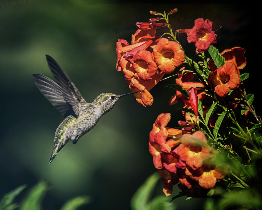 The Hummingbird Hover  #3 Photograph by Saija Lehtonen
